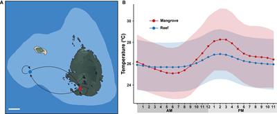 Rapid Shifts in Bacterial Communities and Homogeneity of Symbiodiniaceae in Colonies of Pocillopora acuta Transplanted Between Reef and Mangrove Environments